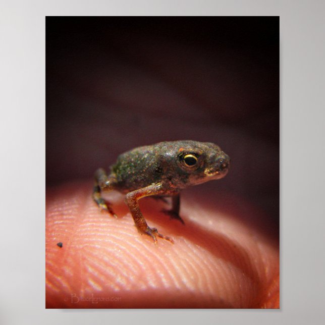 Cute Tiny Baby Toad / Tadpole Poster (Front)