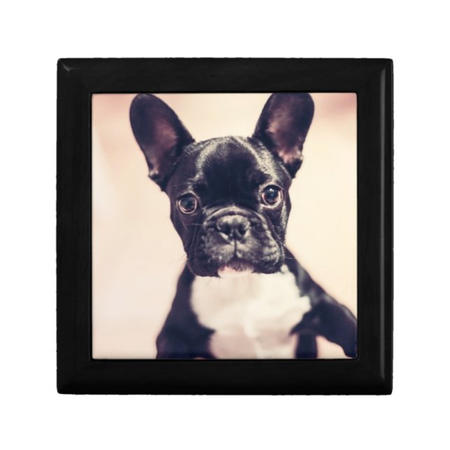 Cute Tiny Black and White Puppy Gift Box (Front)