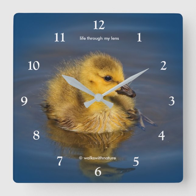 Cute Tiny Swimmer Canada Goose Gosling at the Lake Square Wall Clock (Front)