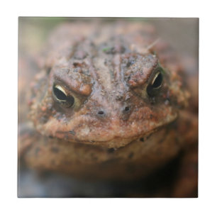 Cute Toad Face Animal Ceramic Tile