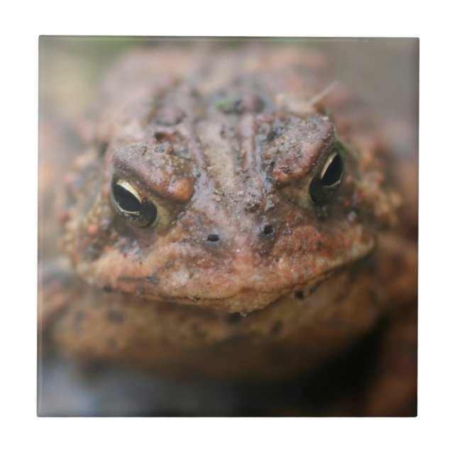 Cute Toad Face Animal Ceramic Tile (Front)