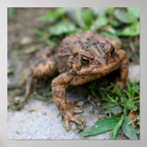 Cute Toad Face Close Up  Poster