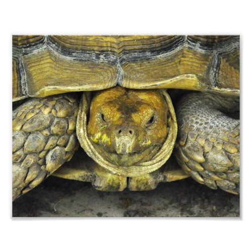 Cute Tortoise Hello Poster