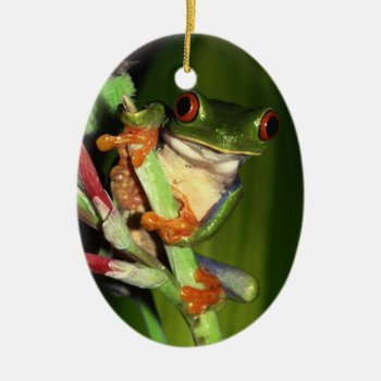 Cute Tree Frog Ornament by photoinspiration at Zazzle