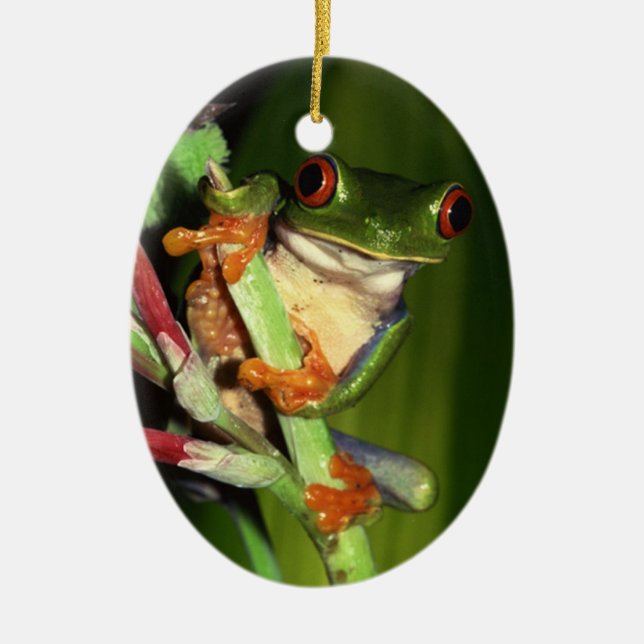 Cute Tree Frog ornament (Front)