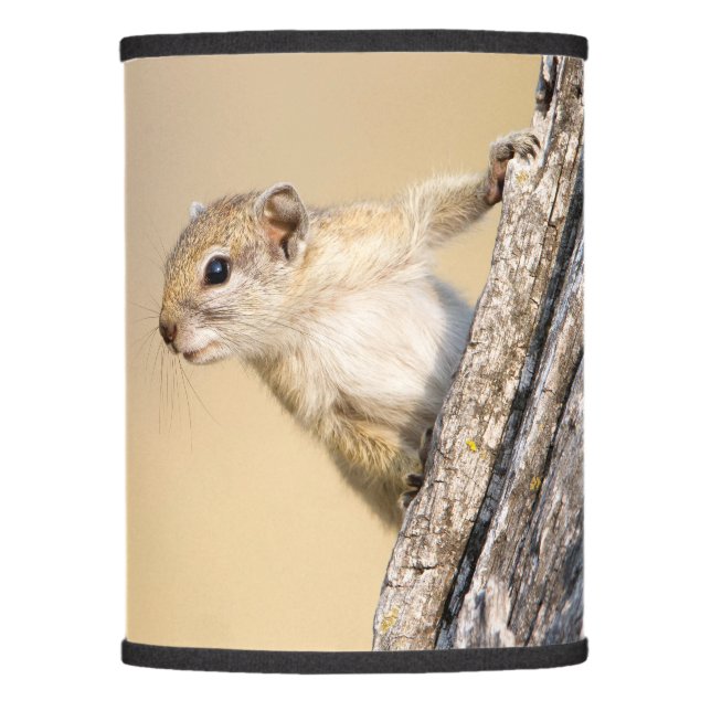 Cute Tree squirrel animal photo lamp shade (Front)