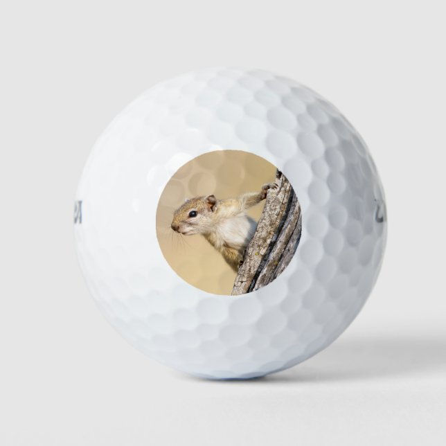 Cute Tree squirrel funny animal photo Golf Balls (Front)