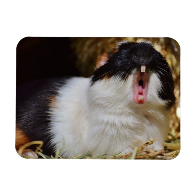 Cute Tri-color Guinea Pig Yawning Magnet (Horizontal)