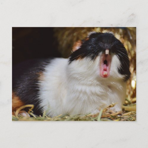 Cute Tri_color Guinea Pig Yawning Postcard