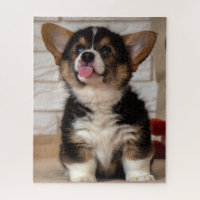 Cute Tri Color Pembroke Welsh Corgi Puppy Dog
