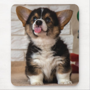 Tri color 2025 corgi gifts