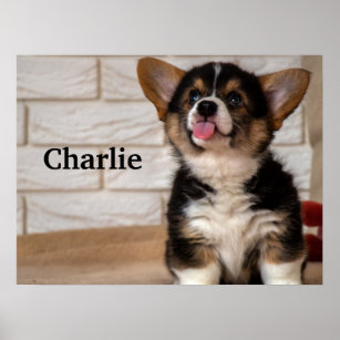 Cute Tri color Pembroke Welsh Corgi Puppy Dog Poster