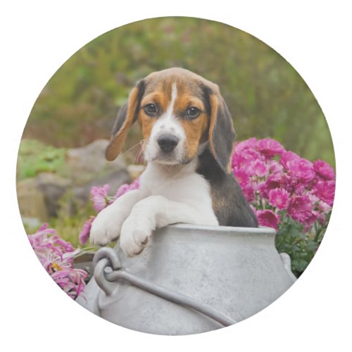 Cute Tricolor Beagle Dog Puppy in a Milk Churn  Eraser