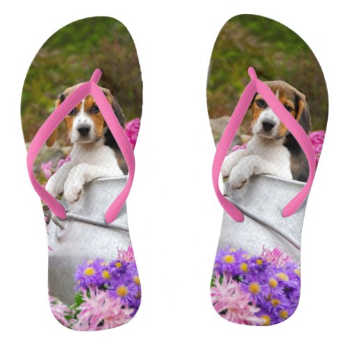 Cute Tricolor Beagle Dog Puppy in a Milk Churn _ Flip Flops