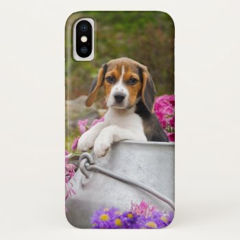 Cute Tricolor Beagle Dog Puppy Pet In A Milk Churn Iphone X Case by Kathom_Photo at Zazzle