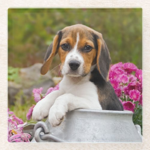 Cute Tricolor Beagle Dog Puppy Pet in a Milk Churn Glass Coaster