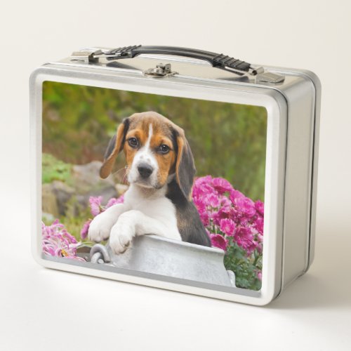 Cute Tricolor Beagle Dog Puppy Pet in a Milk Churn Metal Lunch Box