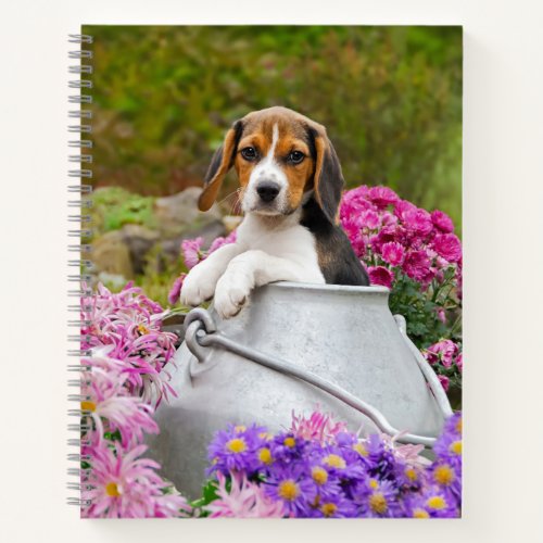 Cute Tricolor Beagle Dog Puppy Pet in a Milk Churn Notebook