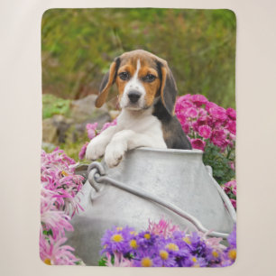 Cute Tricolor Beagle Dog Puppy Pet in a Milk Churn Sherpa Blanket