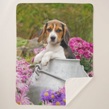 Cute Tricolor Beagle Dog Puppy Pet In A Milk Churn Sherpa Blanket by Kathom_Photo at Zazzle