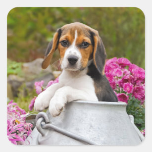 English Beagle Stickers 100 Satisfaction Guaranteed Zazzle