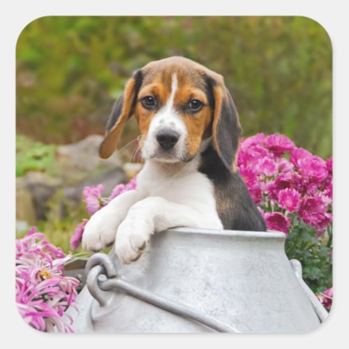 Cute Tricolor Beagle Dog Puppy Pet in a Milk Churn Square Sticker