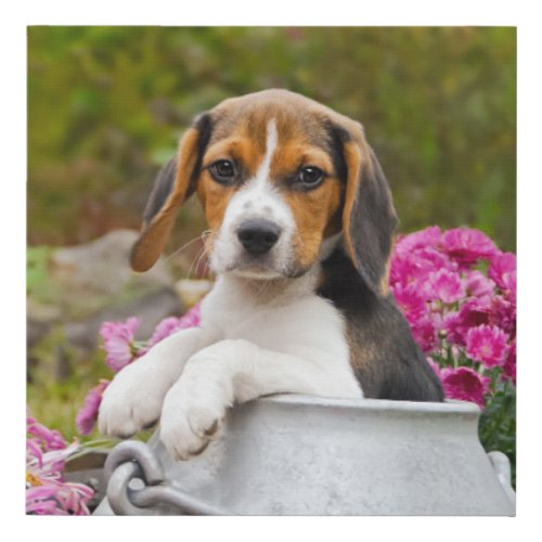Cute Tricolor Beagle Dog Puppy Pet in Milk Churn  Faux Canvas Print