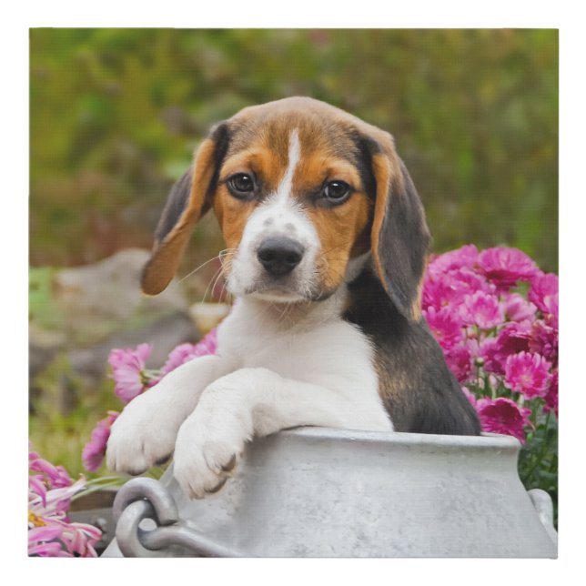 Cute Tricolor Beagle Dog Puppy Pet in Milk Churn , Faux Canvas Print (Front)