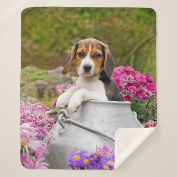 Cute Tricolor Beagle Dog Puppy Pet In Milk Churn . Sherpa Blanket by Kathom_Photo at Zazzle