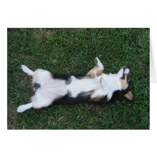 Cute Tricolor Corgi Belly Photograph Card (Front Horizontal)
