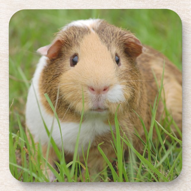 Cute Tricolor Guinea Pig in Green Grass Drink Coaster (Front)