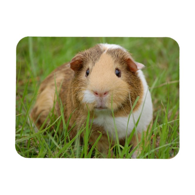 Cute Tricolor Guinea Pig in Green Grass Magnet (Horizontal)