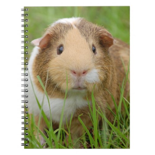 Cute Tricolor Guinea Pig in Green Grass Notebook