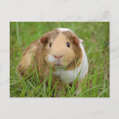 Cute Tricolor Guinea Pig in Green Grass Postcard