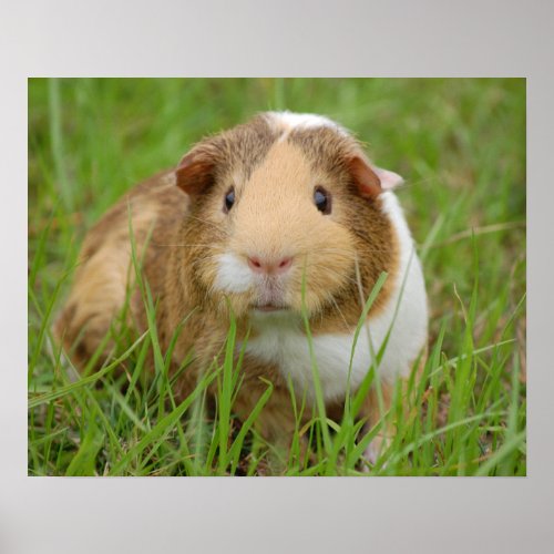 Cute Tricolor Guinea Pig in Green Grass Poster