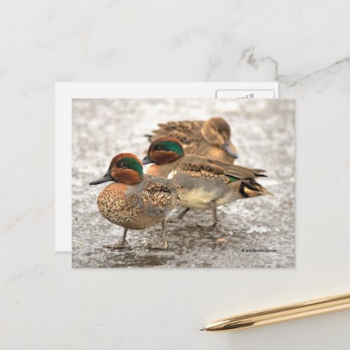Cute Trio of Green_Winged Teal Ducks Postcard