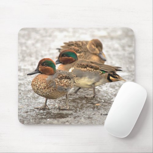 Cute Trio of Green_Winged Teals Ducks Mouse Pad