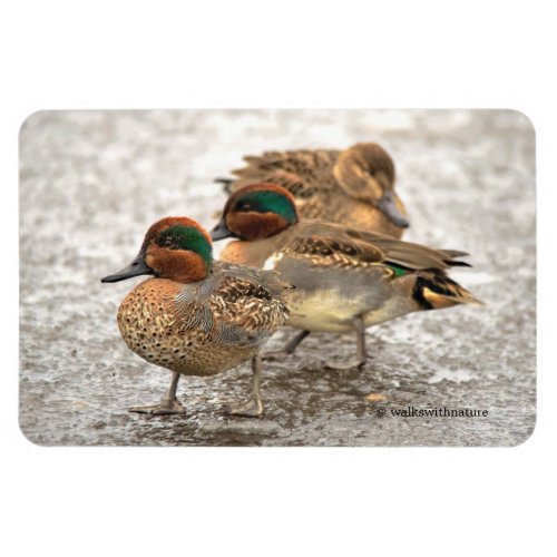 Cute Trio of Green_Winged Teals Magnet