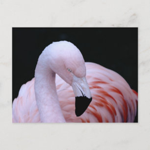 Cute Tropical Pink Flamingo Postcard