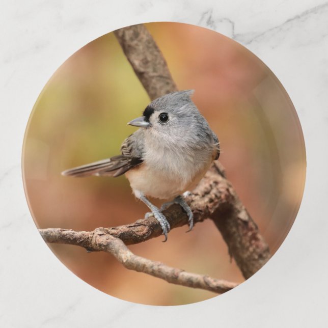 Cute Tufted Titmouse Fall Photo Trinket Tray (Front)