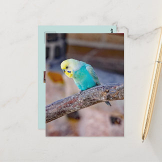Cute Turquoise Budgie Custom Photo  Postcard