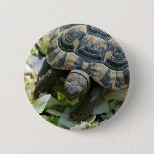 Cute Turtle Button