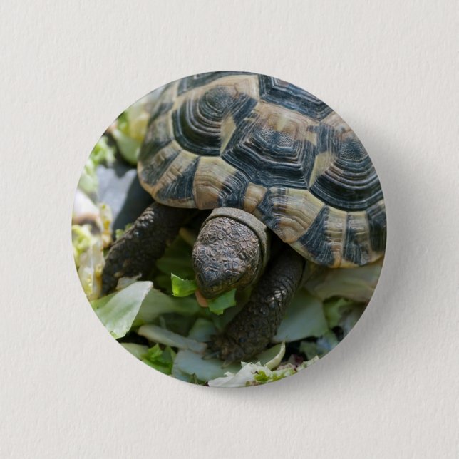 Cute Turtle Button (Front)