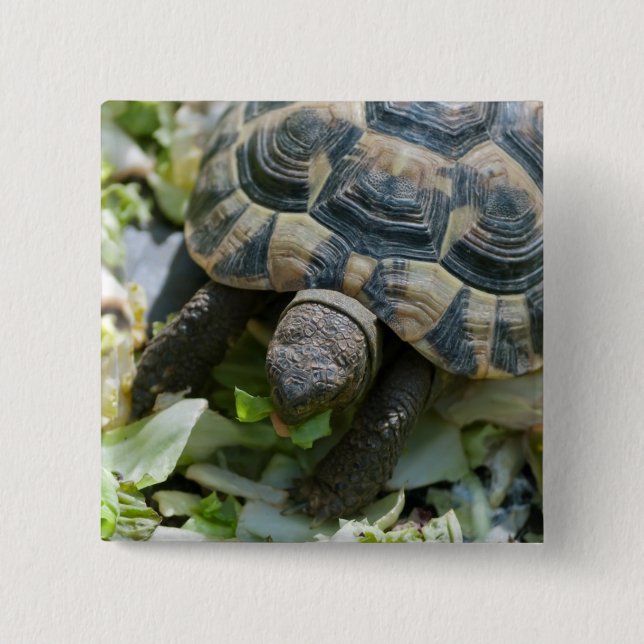 Cute Turtle Pinback Button (Front)
