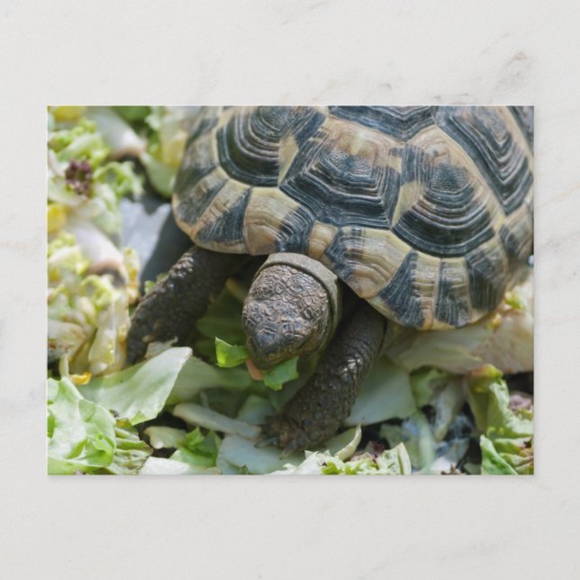Cute Turtle Postcard (Front)