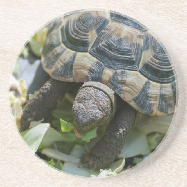Cute Turtle Sandstone Coaster (Front)