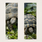 Cute Turtles (Front & Back)