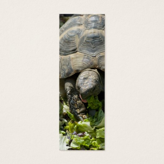 Cute Turtles (Front)