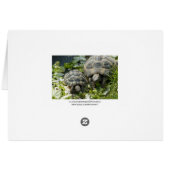 Cute Turtles Cards (Back Horizontal)
