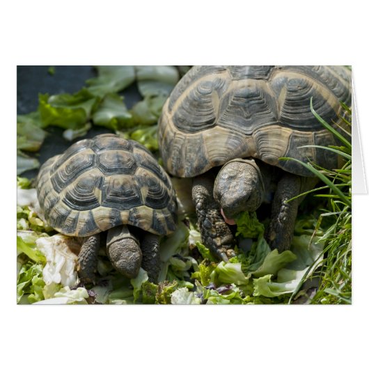 Cute Turtles Cards (Front Horizontal)